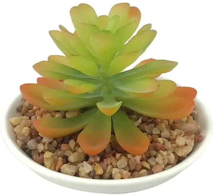 Succulent in White Pot, 3.5"