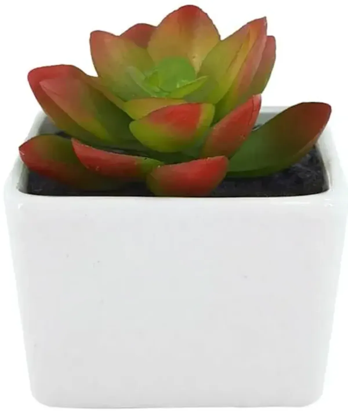 Red & Green Succulent in Ceramic Pot, 2.8"