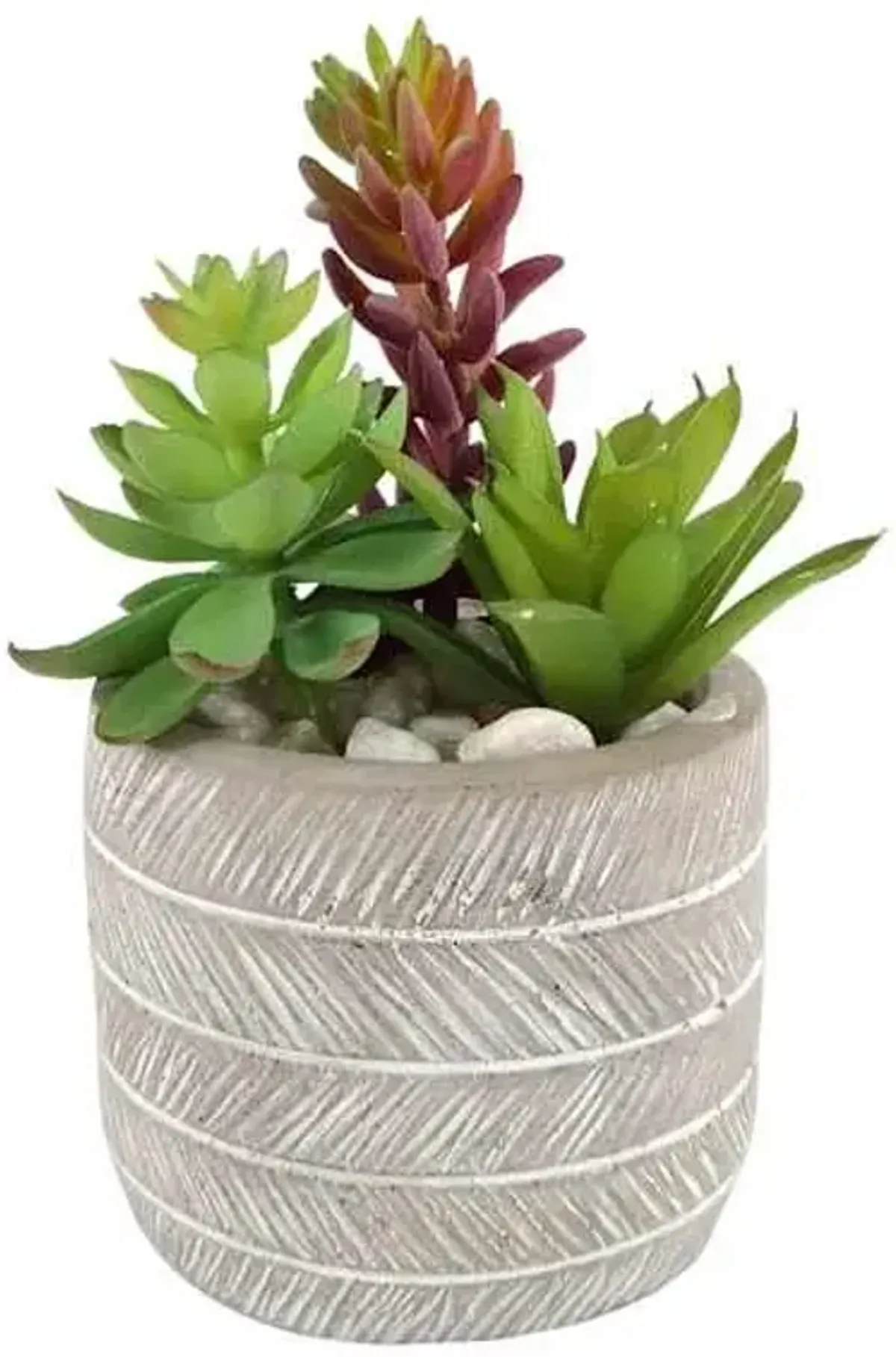 Succulents in Grey Cement Pot, 5.5"
