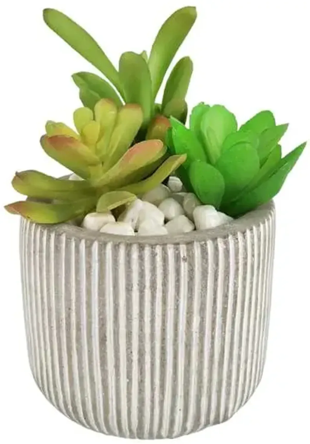 Succulents in Grey Striped Pot, 4.8"
