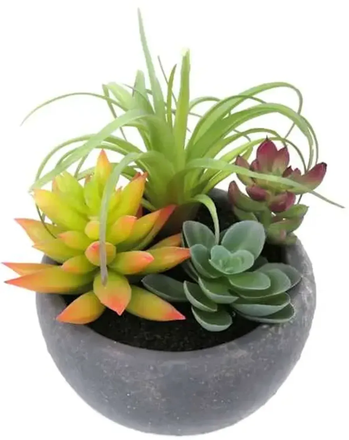 Mixed Succulent in Grey Pot, 5.5"