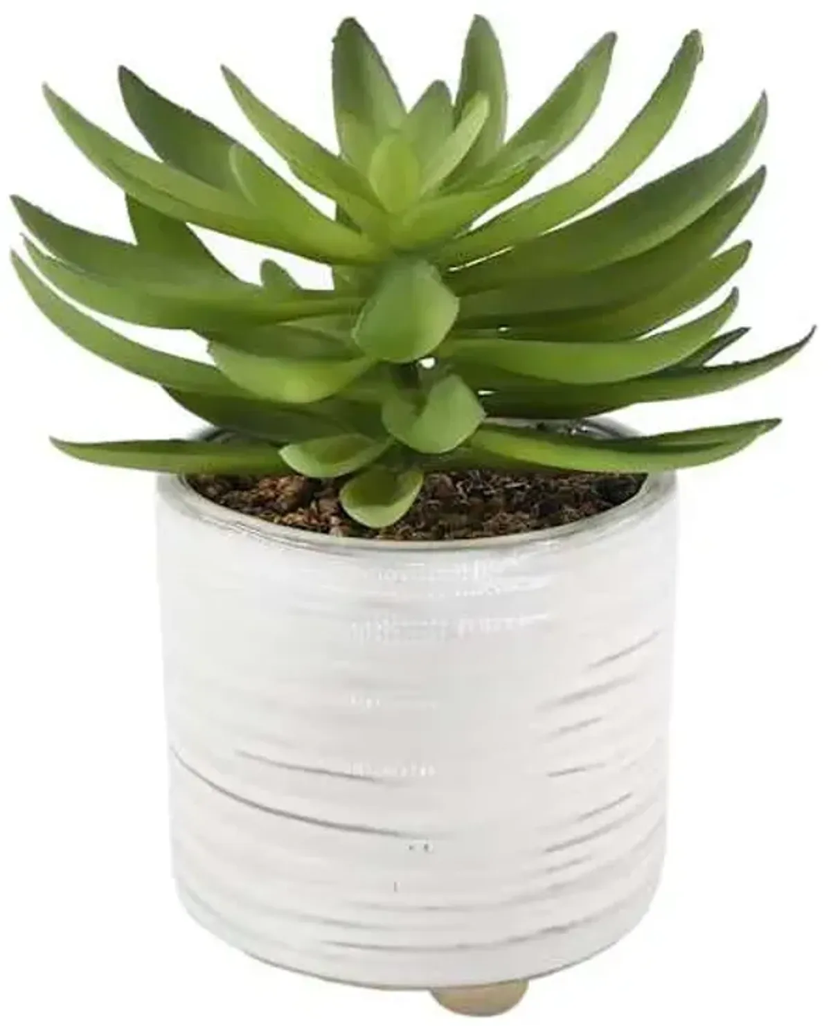 Succulent in Ceramic Pot, 8"