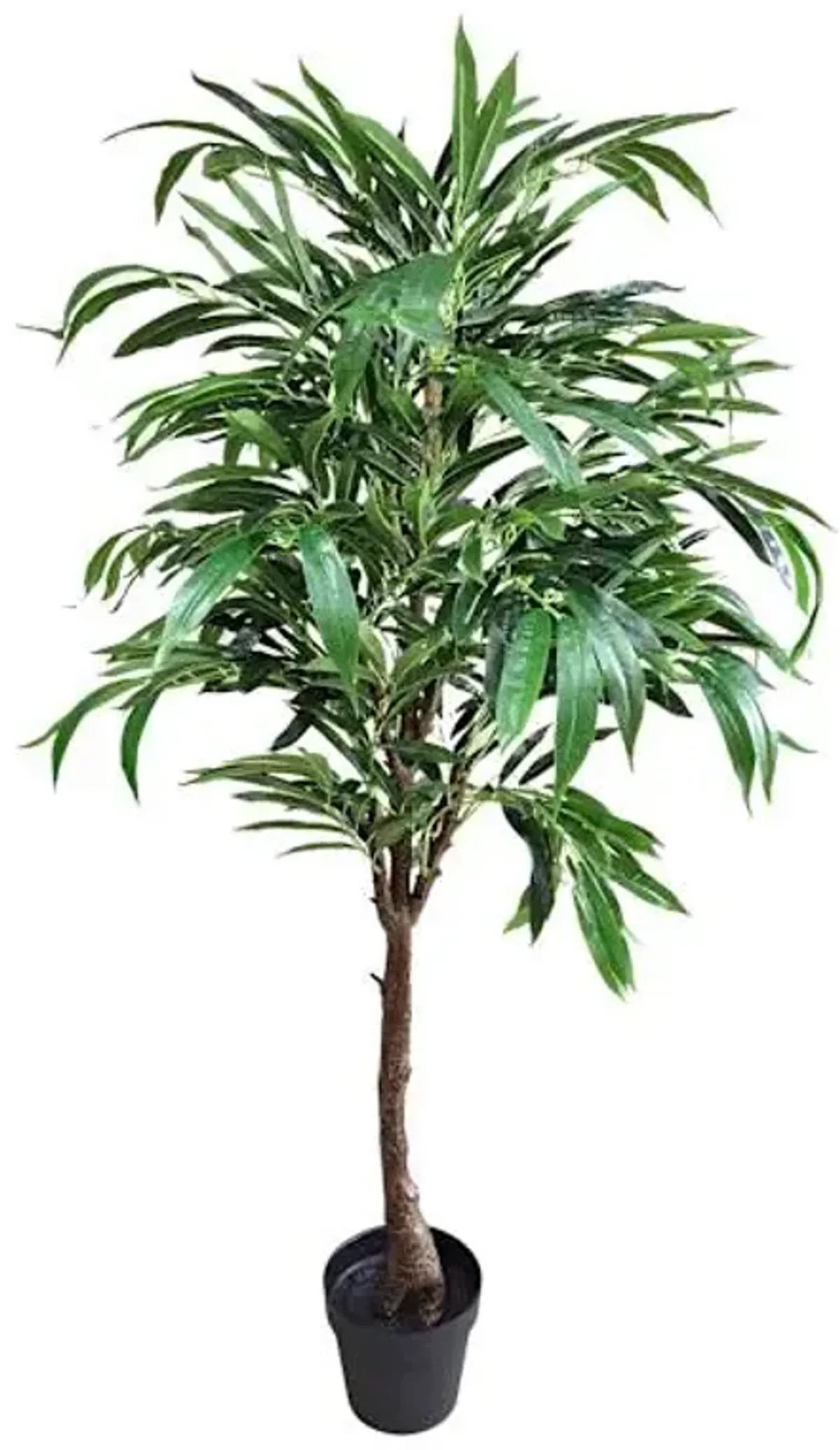 Potted Willow Tree, 5'