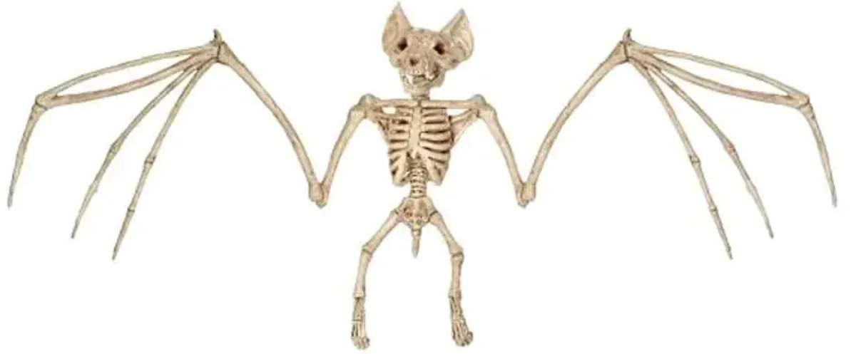 Small Halloween Bat Skeleton