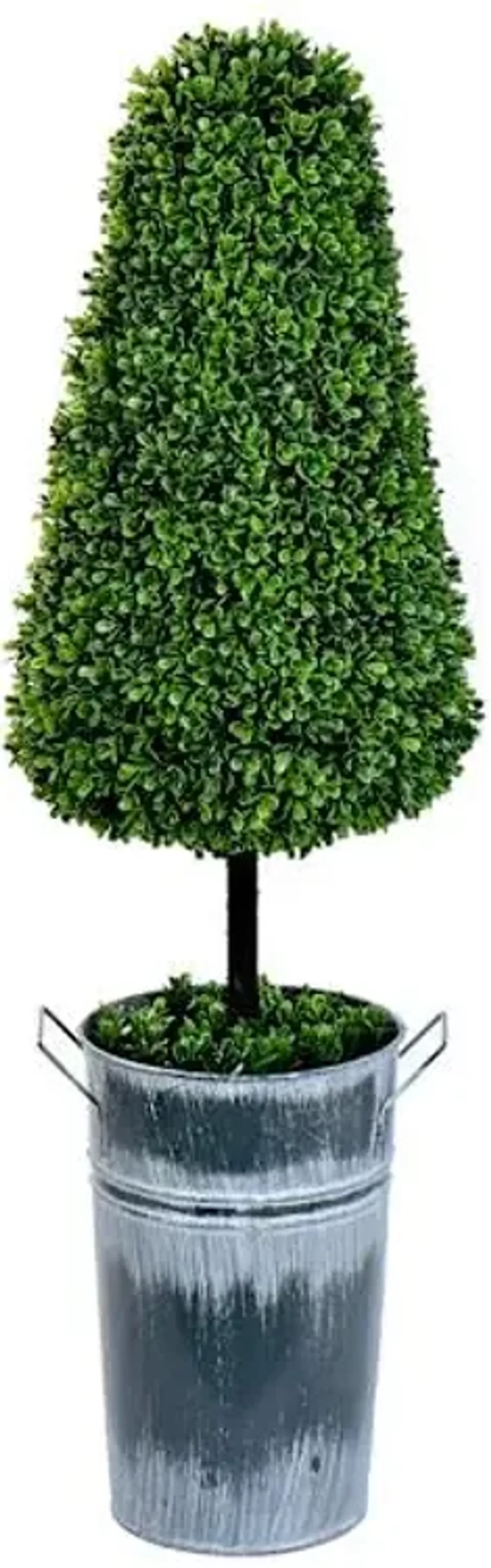 Topiary Cone Boxwood, 37"