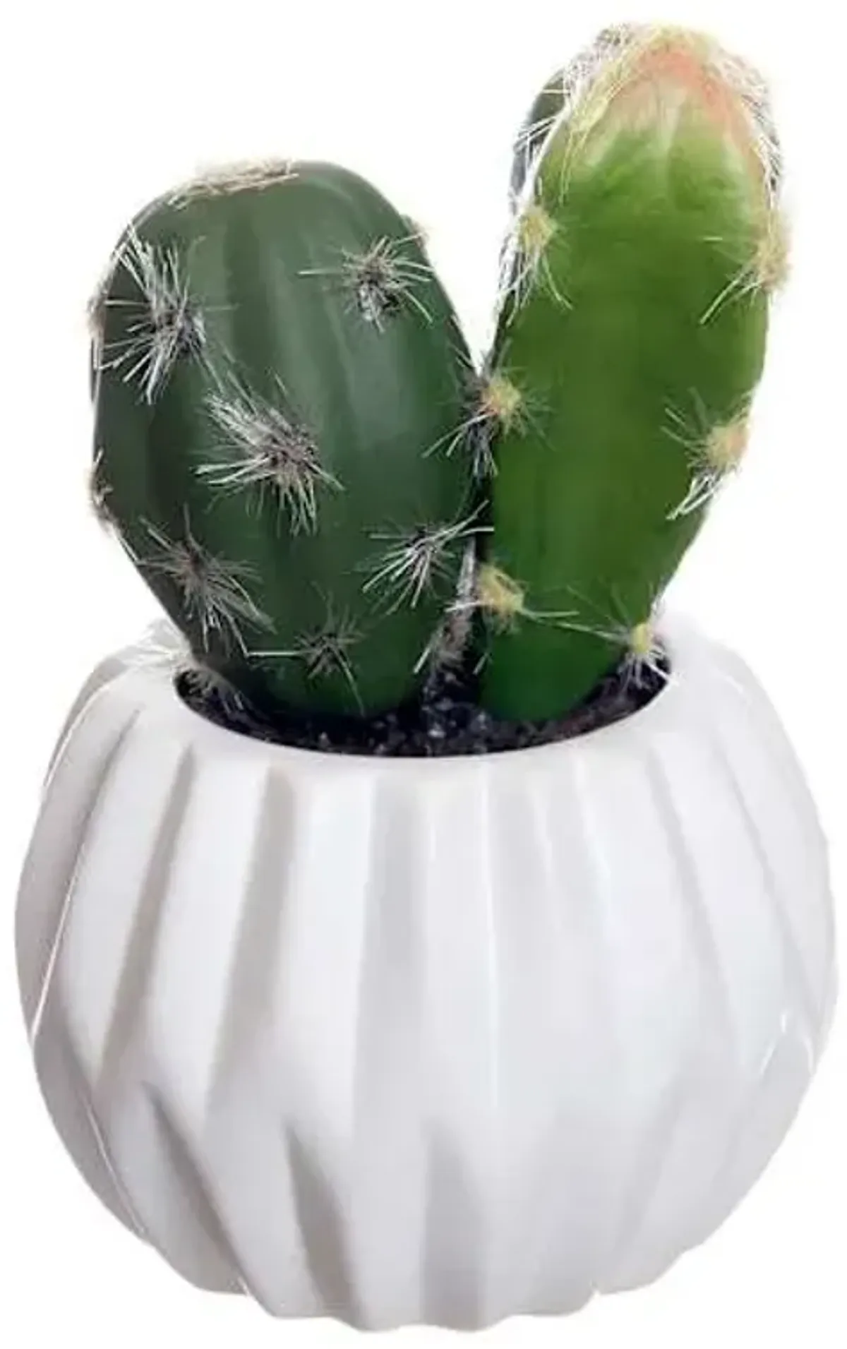 Cactus in White Ceramic Pot, 4.5"