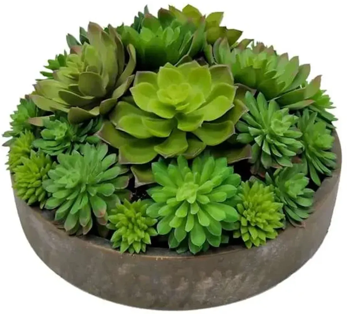 Succulent Lotus Arrangement in Cement Bowl, 5"