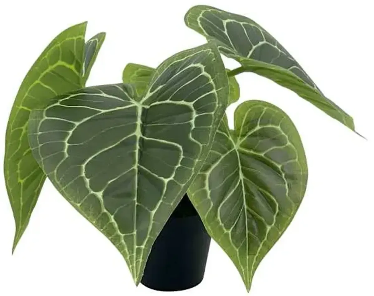 Outdoor-Rated Alocasia Arrangement, 12"