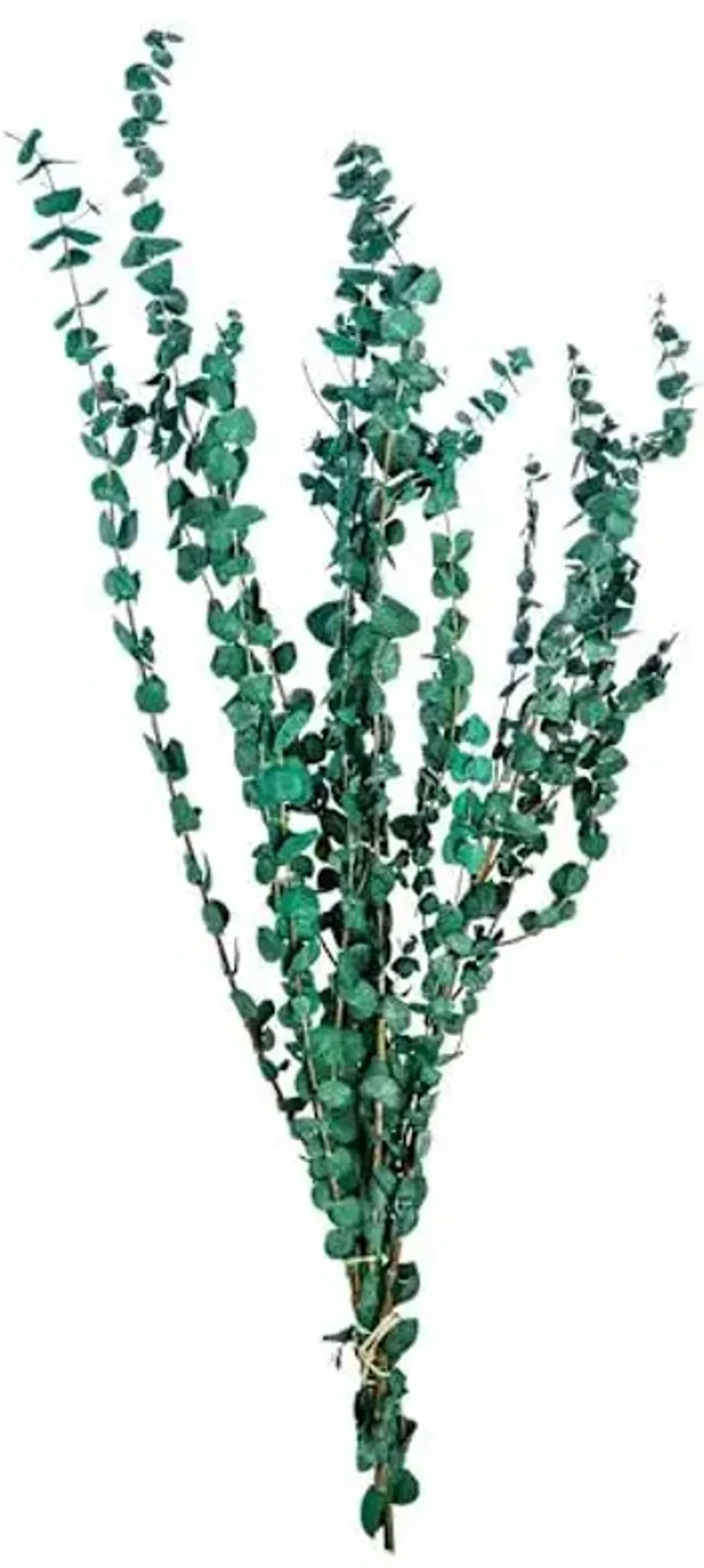 Washed Green Eucalyptus, 4oz