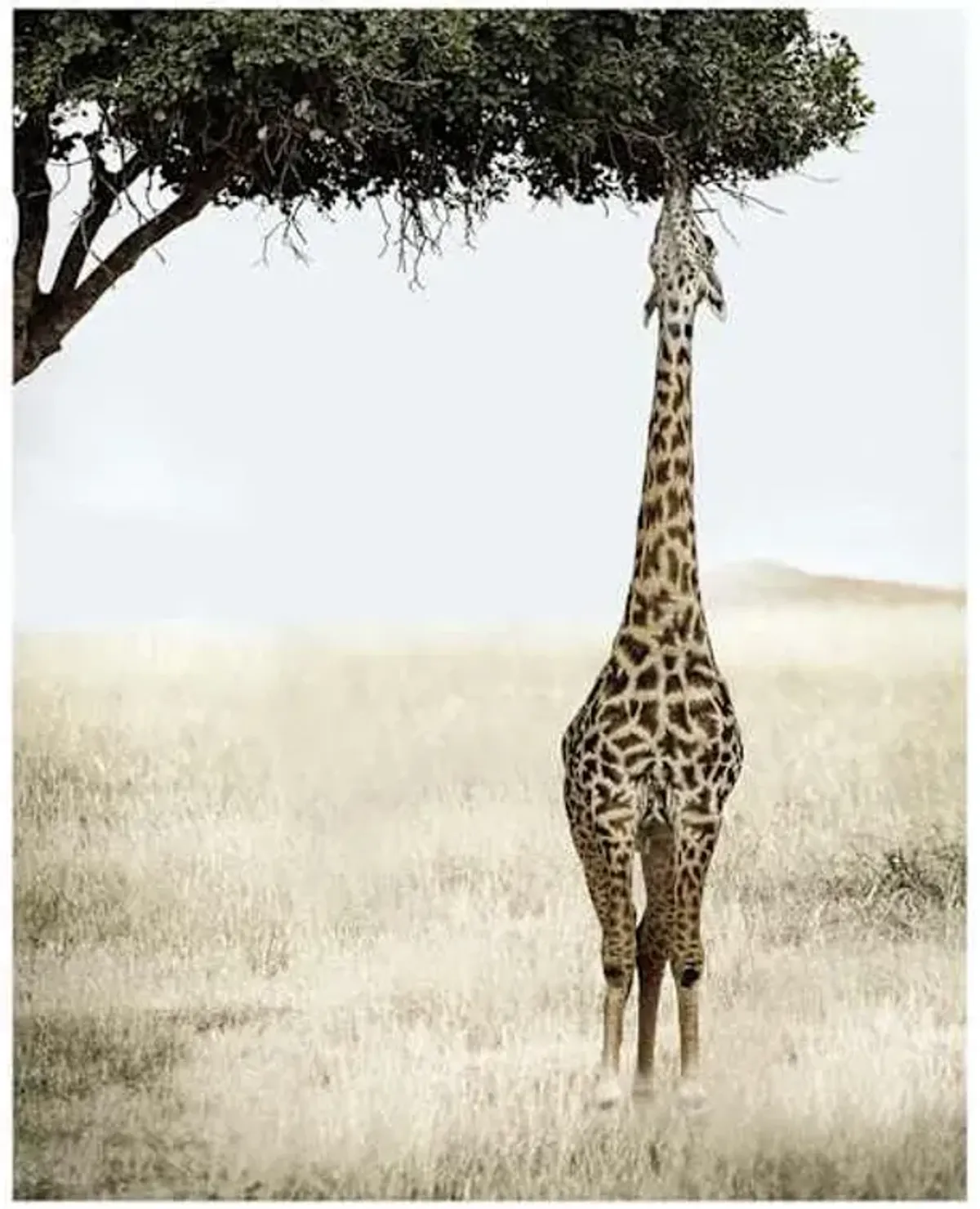 Giraffe Eating Leaves Block, 8x10