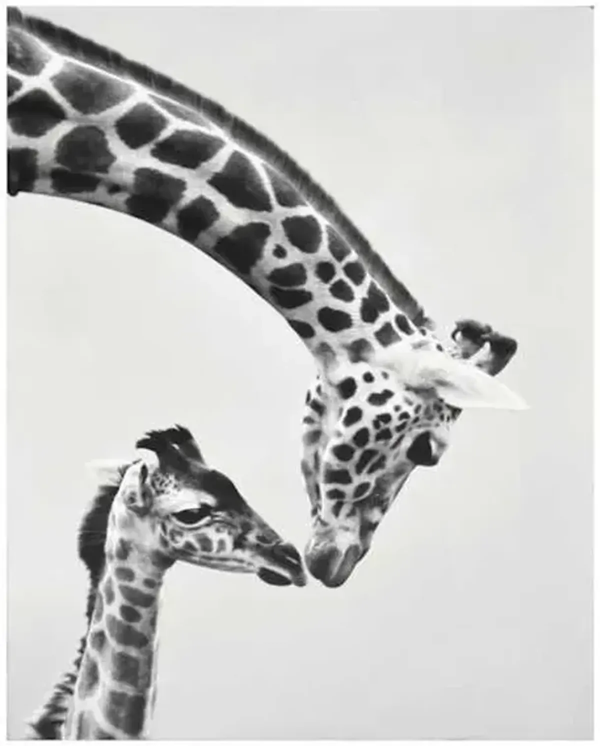 Giraffes Block, 8x10