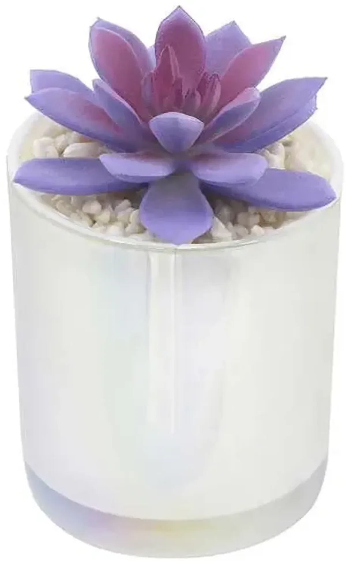 Purple Echeveria in White Vase, 5"