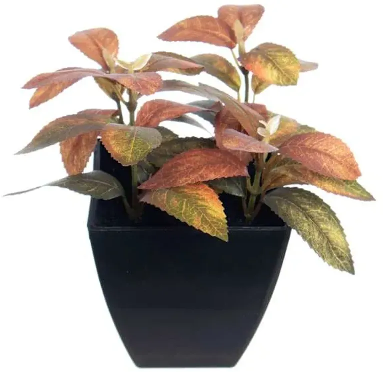 Cuscus Plant in Pot, 5.5"