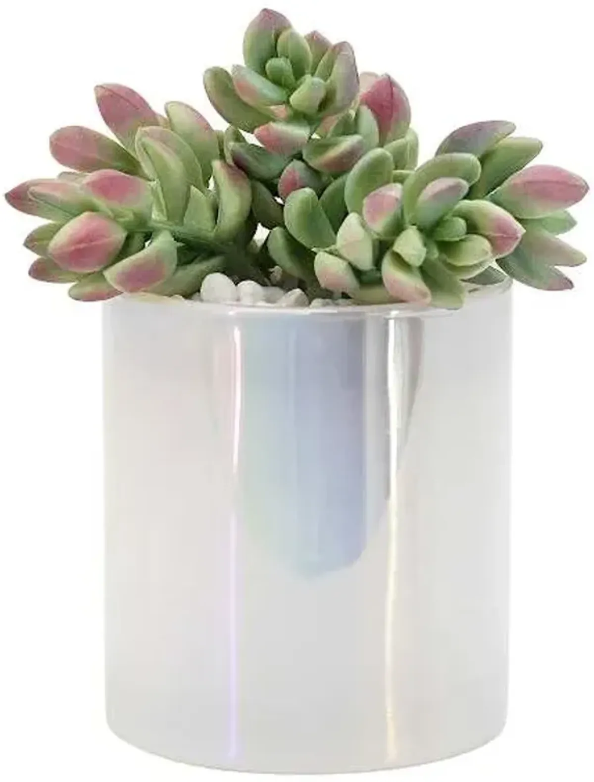 Succulents in Iridescent White Glass Vase, 5.5"