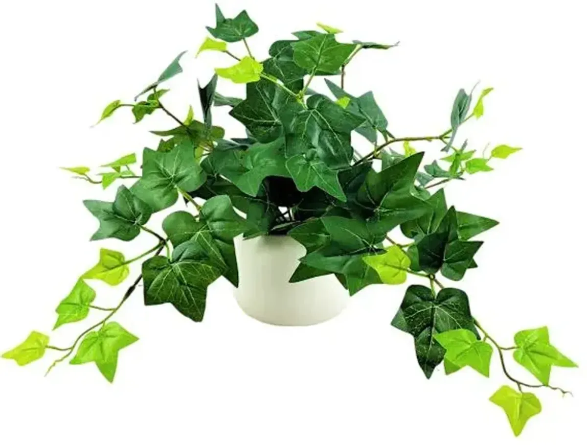 Ivy in White Pot, 12"
