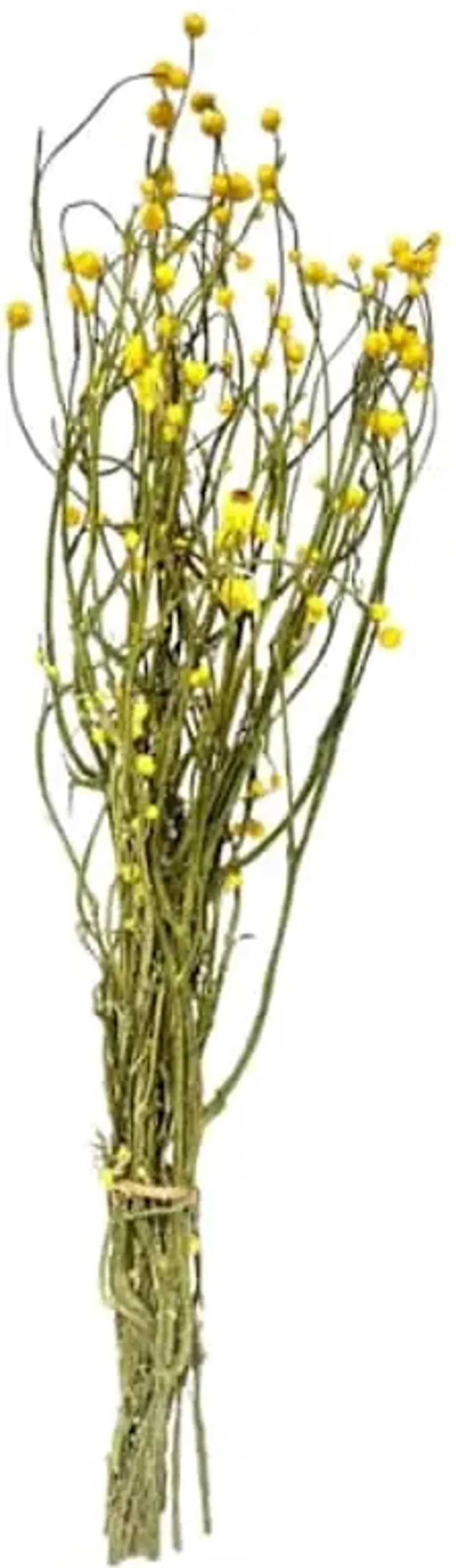 Dried Yellow Ammobium Bundle, 26"