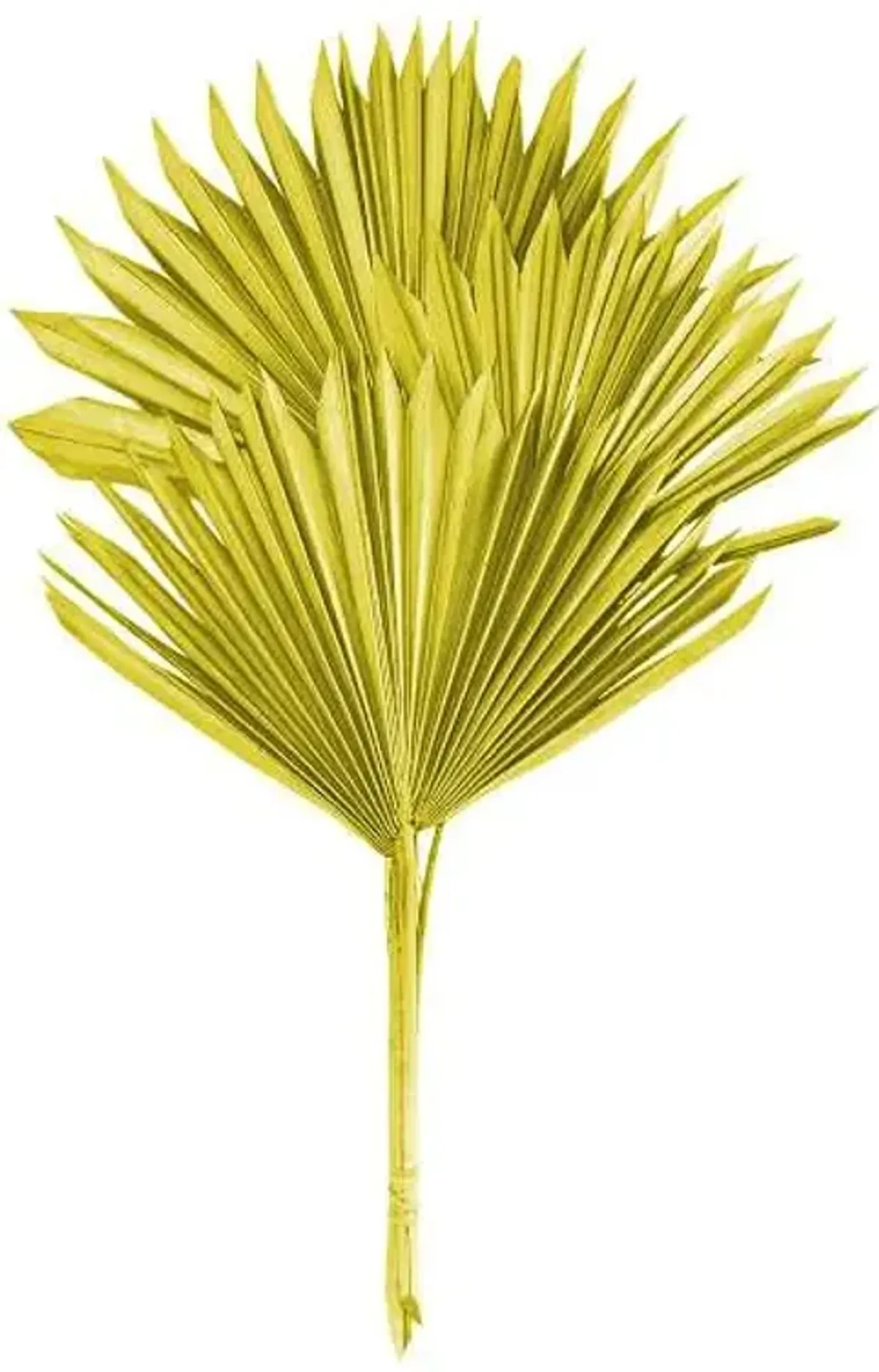 Olive Sun Spear, 19"