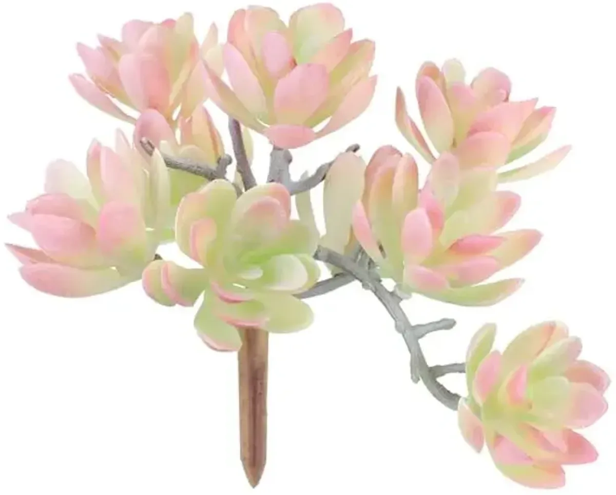 Light Pink Echeveria Pick, 5"