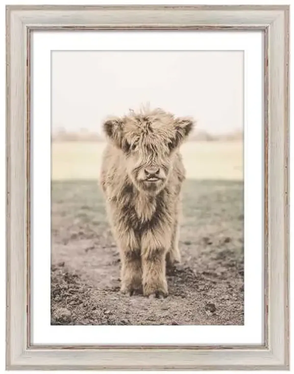 Highland Calf Framed Wall Art, 14x18
