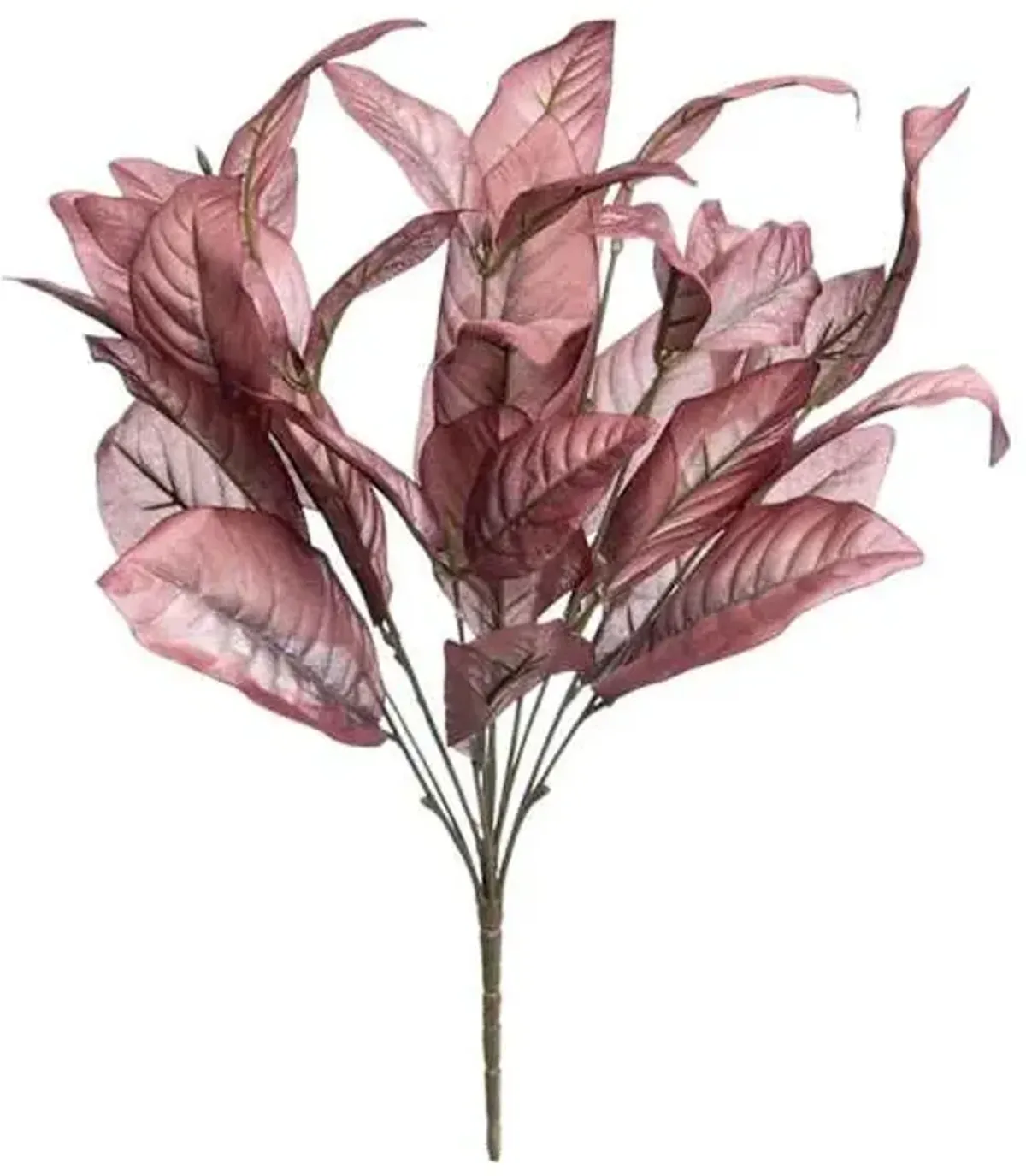 Magnolia Leaf Bush, 19"