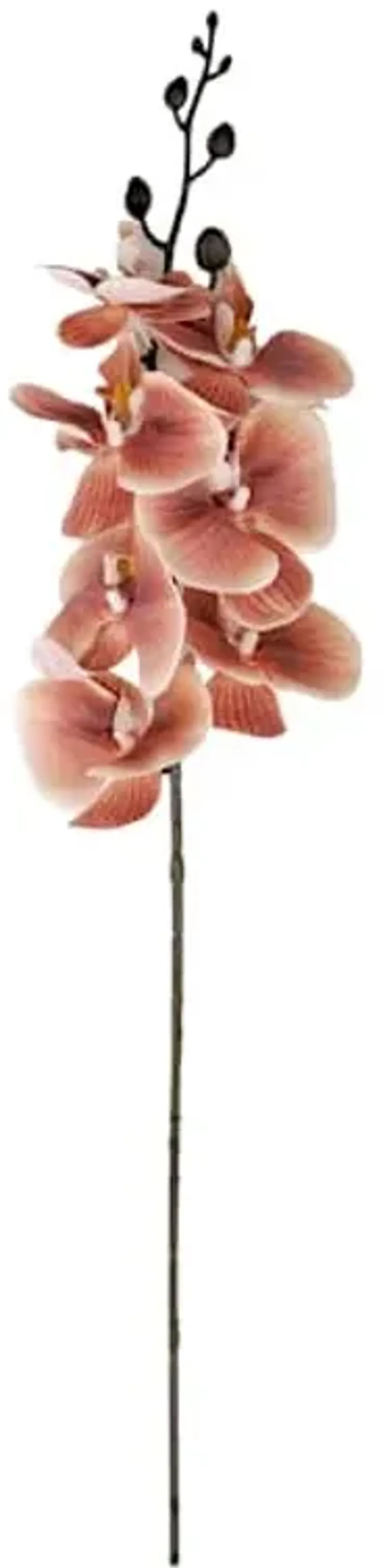 Brown Orchid Spray, 33"