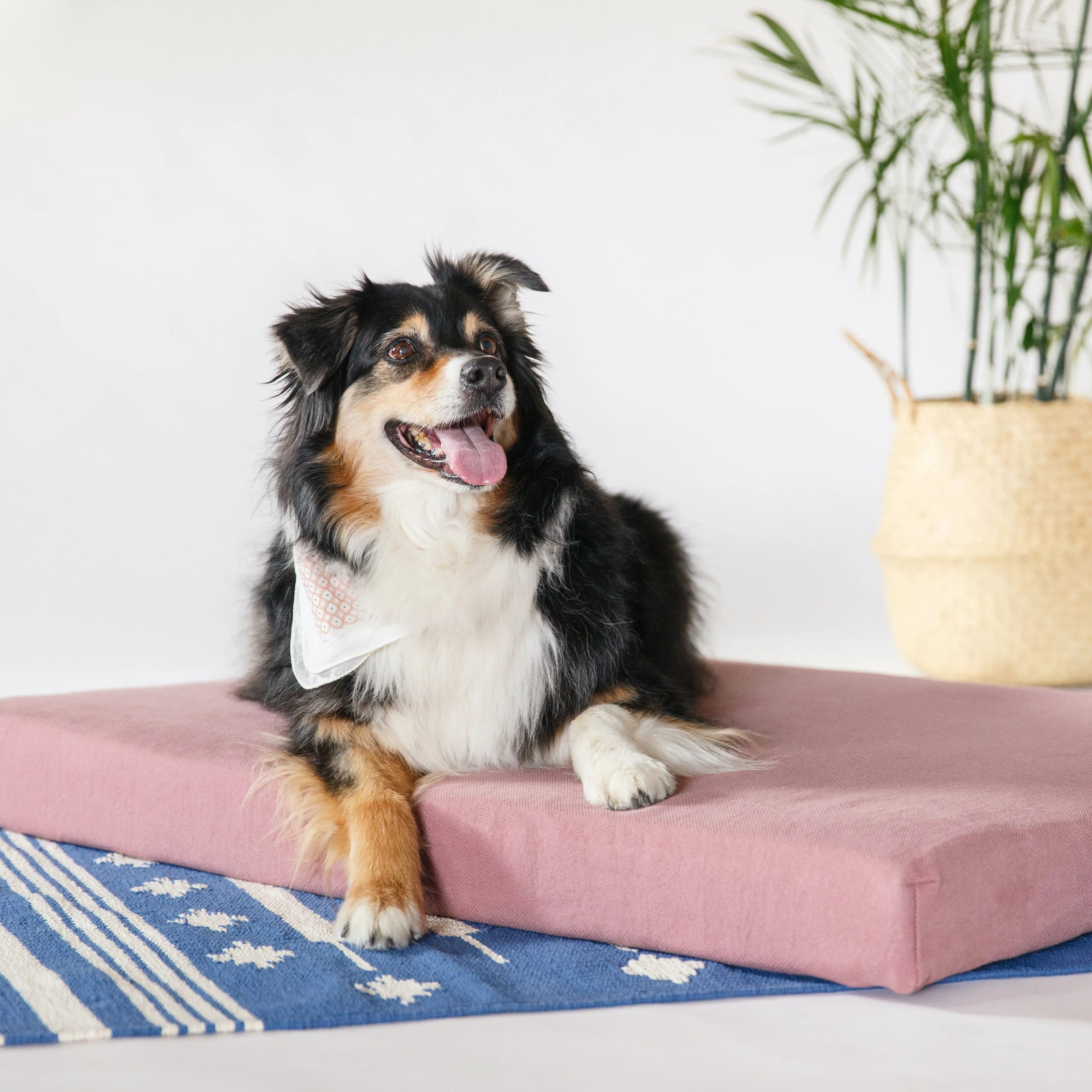 Organic Dog Bed + Pillow Bolster