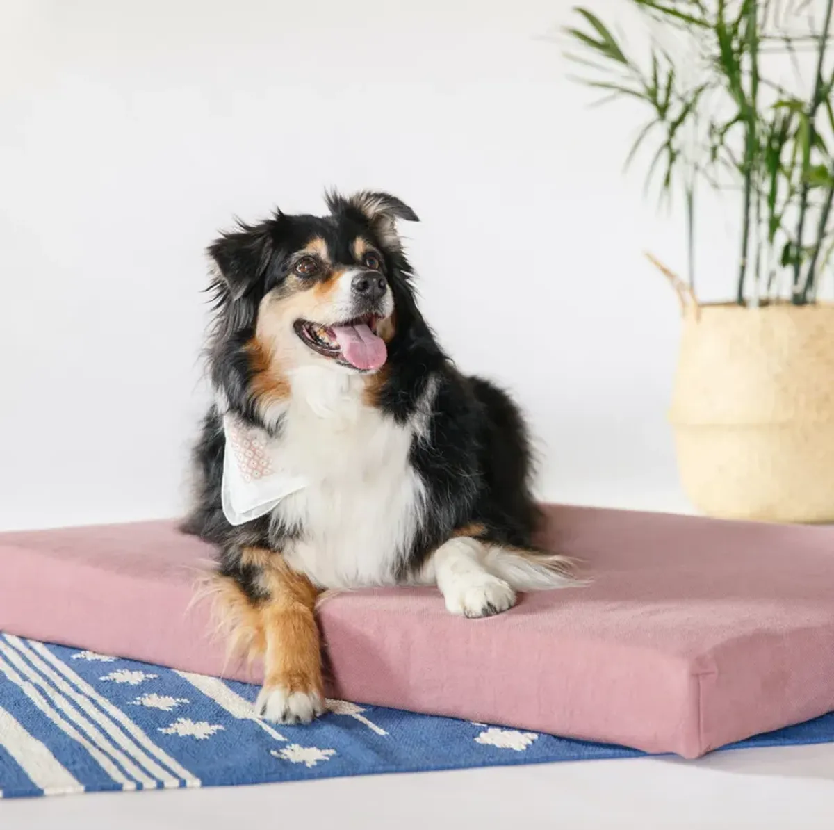 Organic Dog Bed + Pillow Bolster