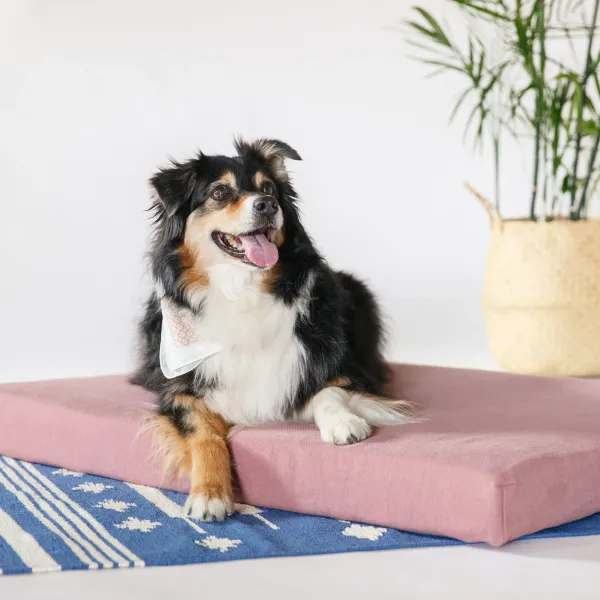 Organic Dog Bed + Pillow Bolster