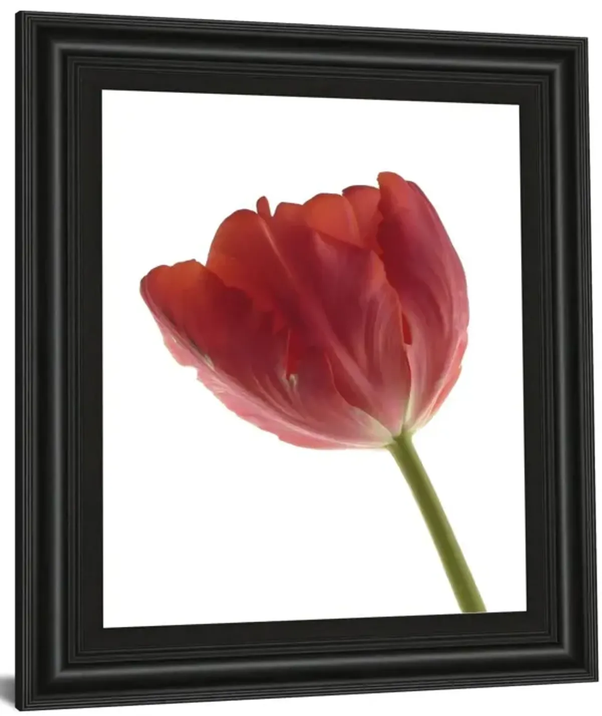 Red Tulip By Art Photo Pro - Framed Print Wall Art - Red