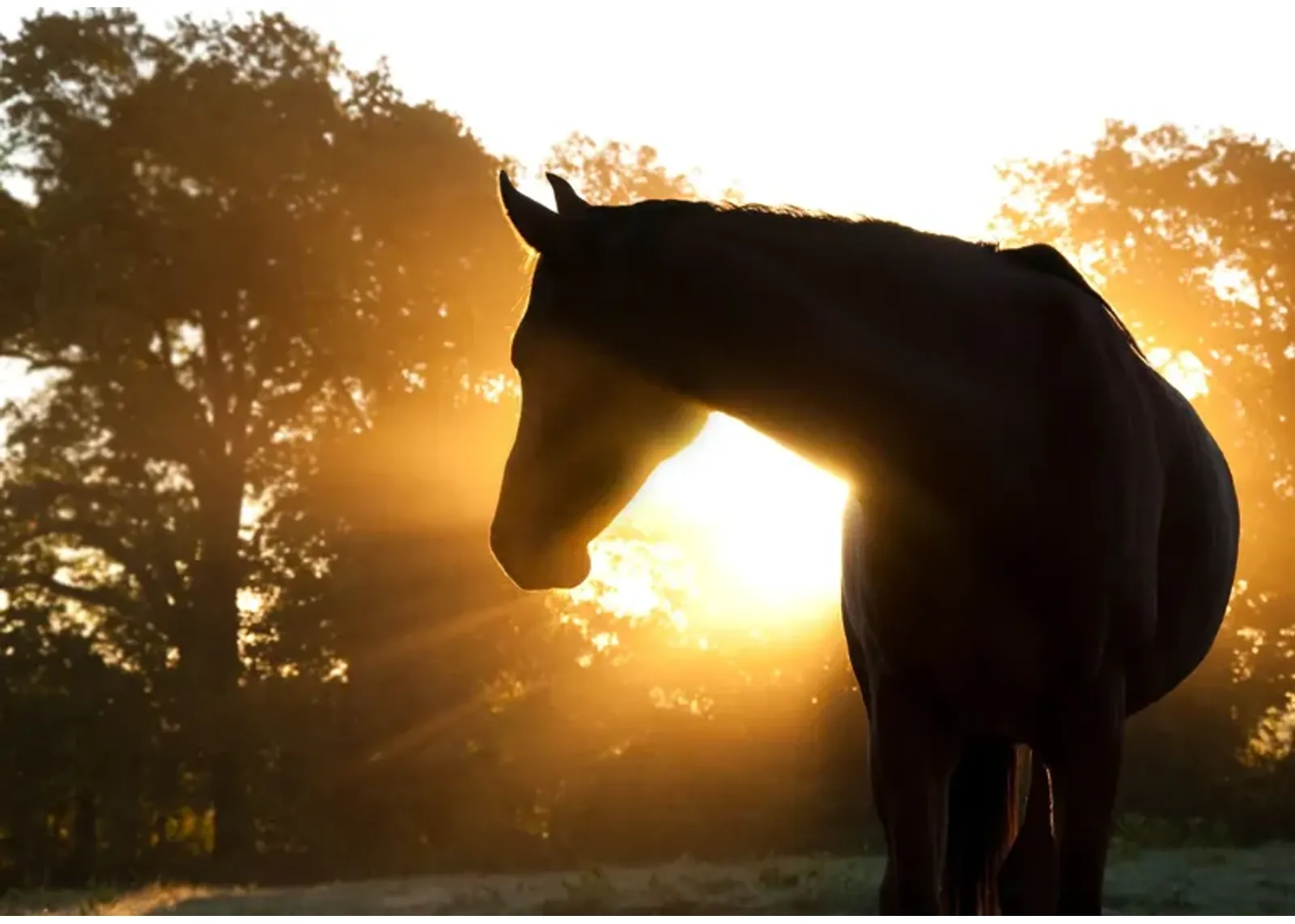 Horse Silhoutte - Dark Brown