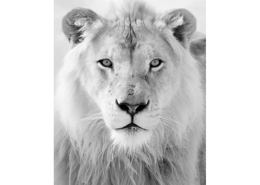 Black And White Lion - White