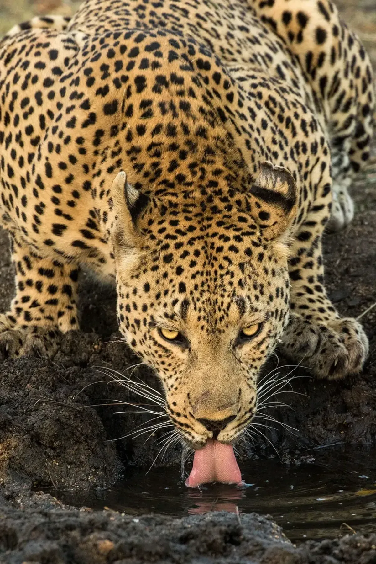 Leopard Taking A Break By Jimmy'z - Dark Brown