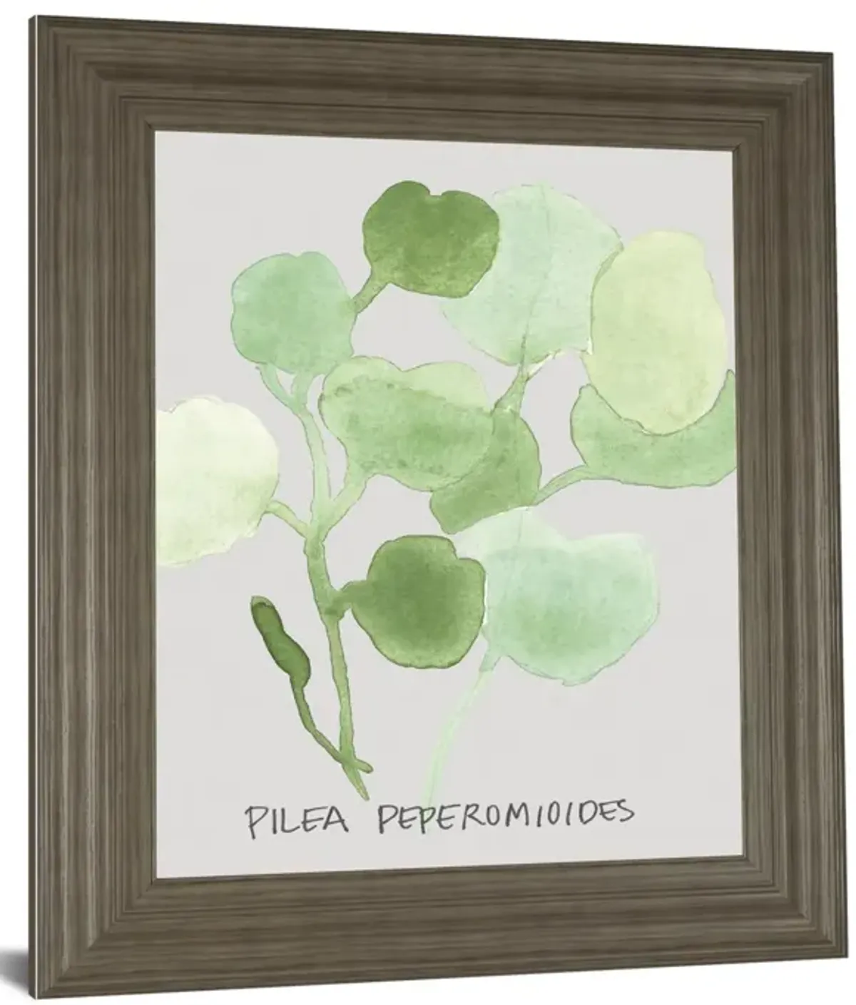 Pilea Peperomioides By Katrien Soeffers - Framed Print Wall Art - Green