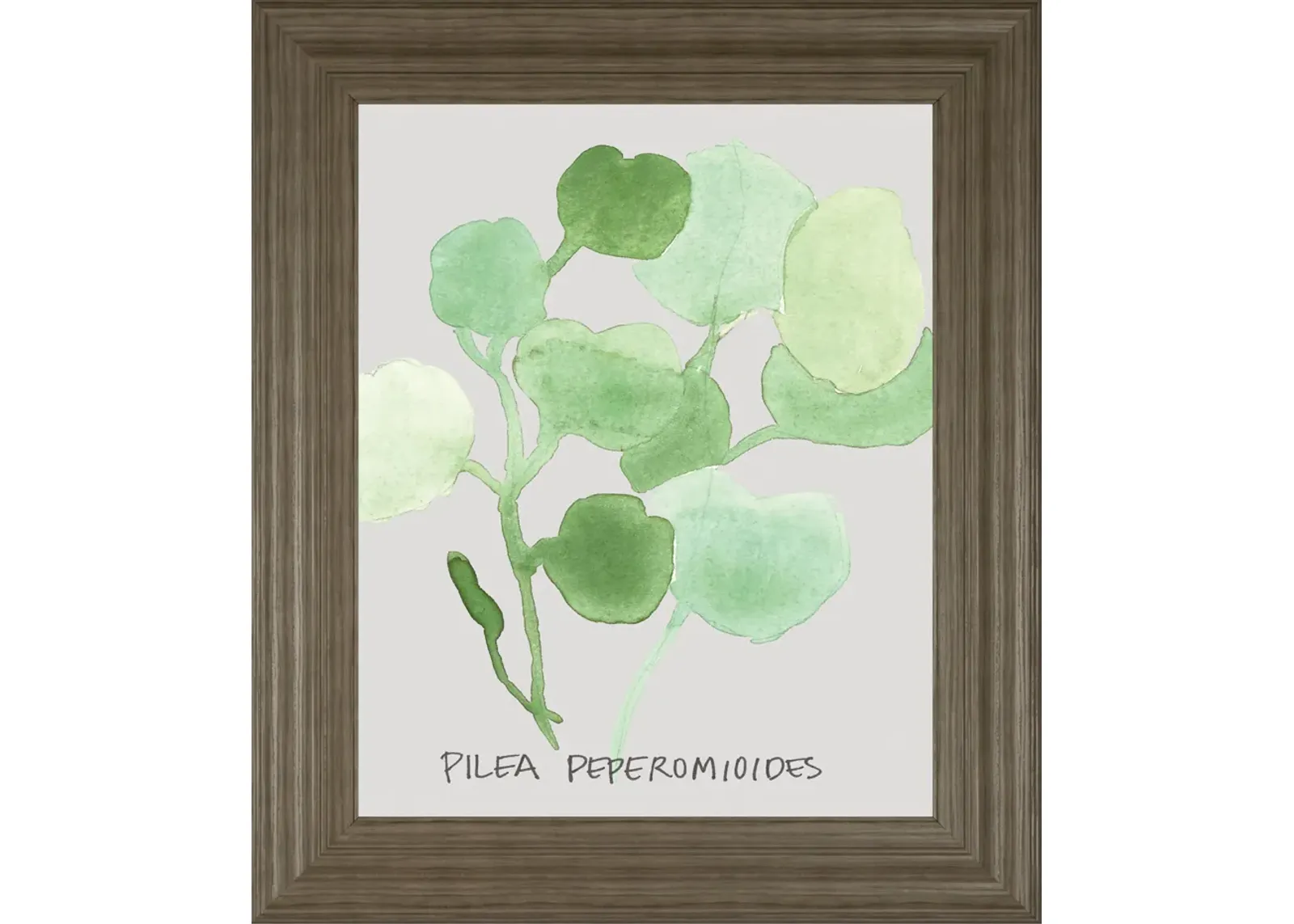 Pilea Peperomioides By Katrien Soeffers - Framed Print Wall Art - Green