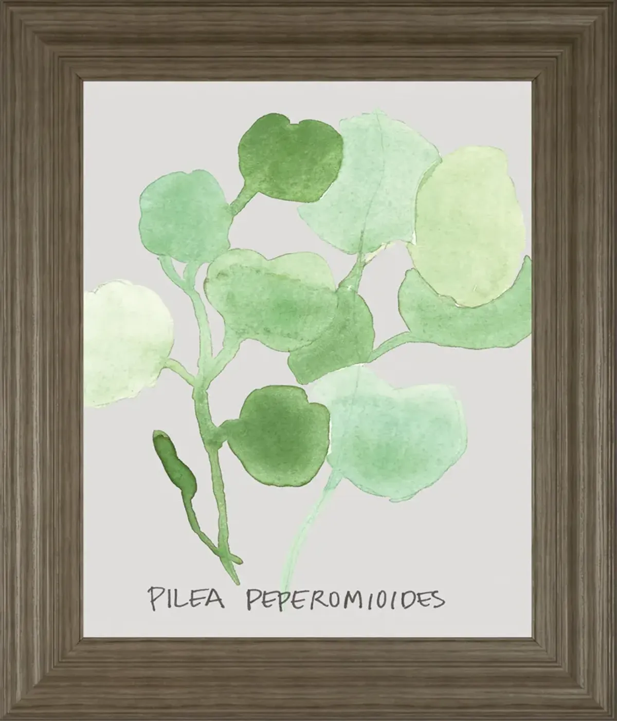 Pilea Peperomioides By Katrien Soeffers - Framed Print Wall Art - Green