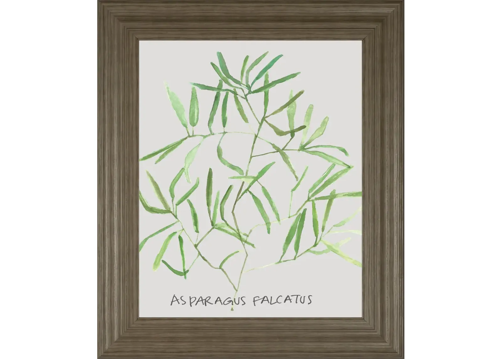 Asparogus Falcatus By Katrien Soeffers - Framed Print Wall Art - Green