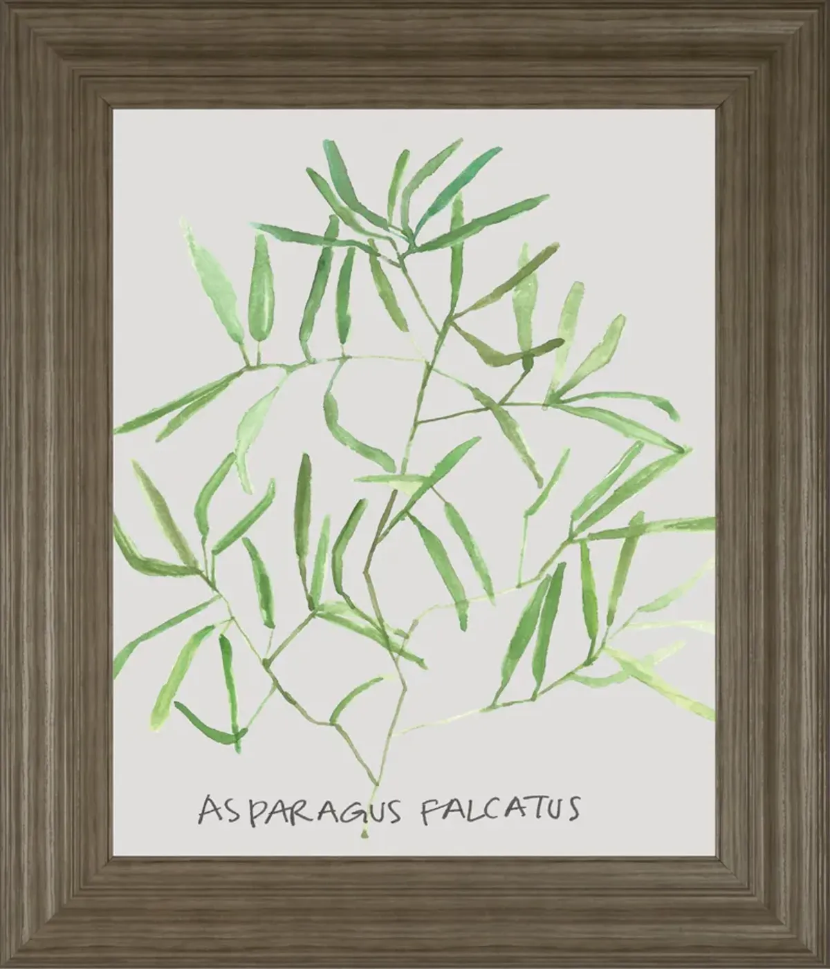 Asparogus Falcatus By Katrien Soeffers - Framed Print Wall Art - Green