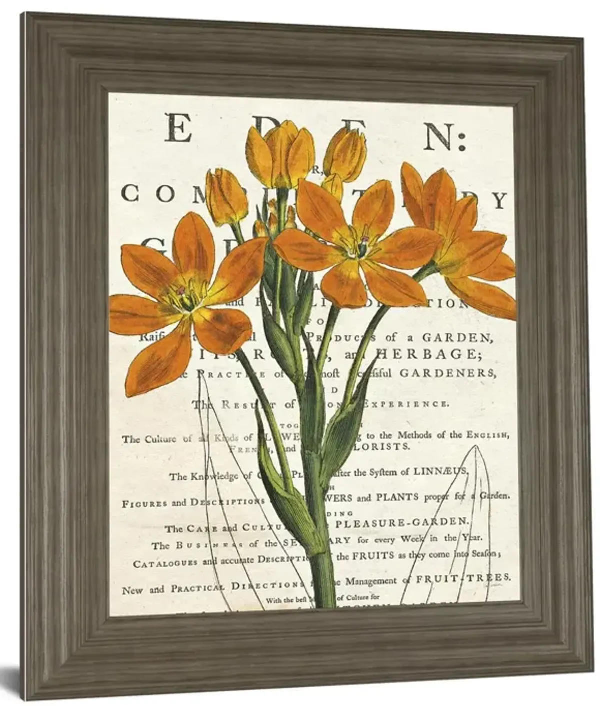 Eurphoria Botany By Sue Schlabach - Framed Print Wall Art - Orange