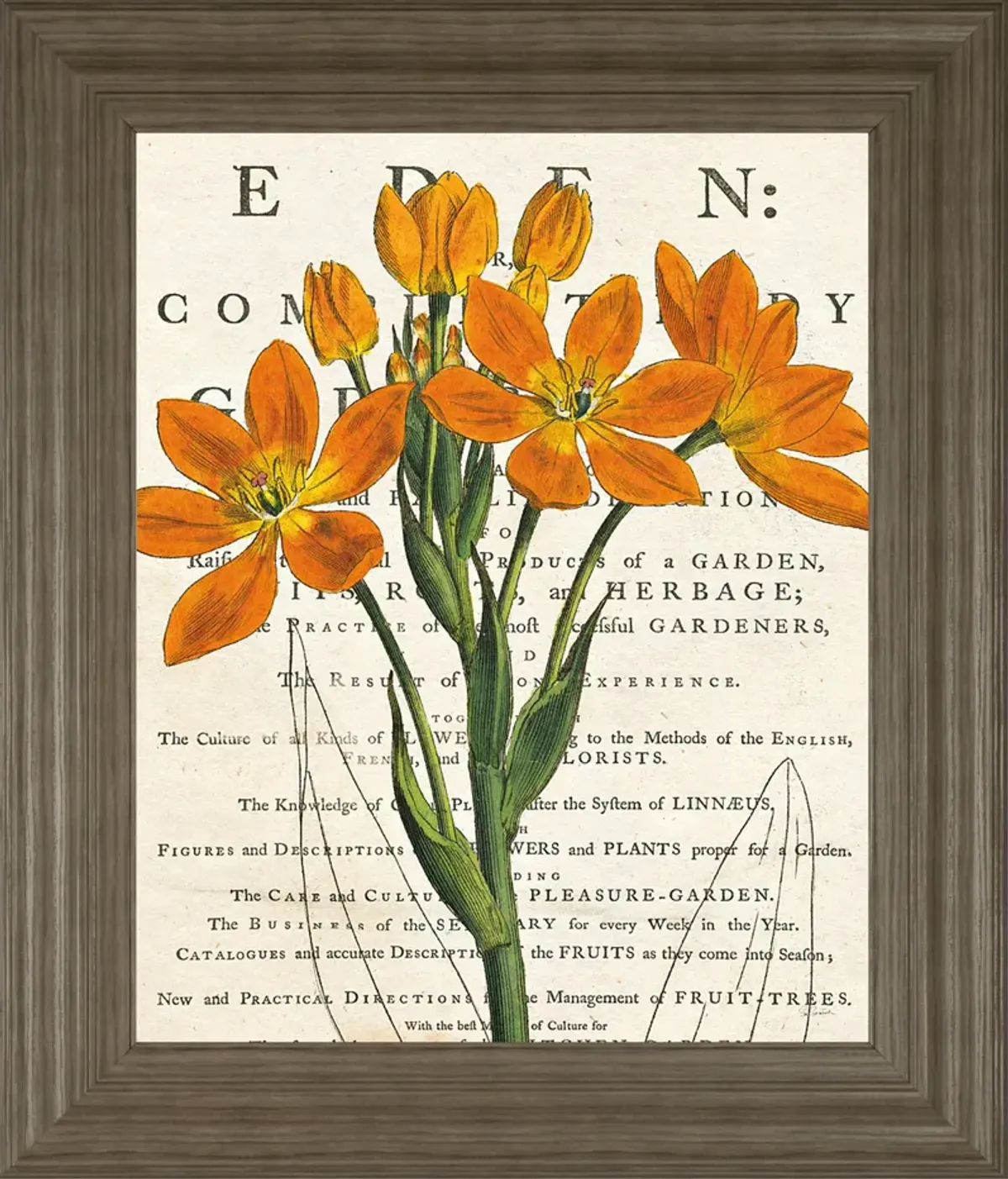 Eurphoria Botany By Sue Schlabach - Framed Print Wall Art - Orange