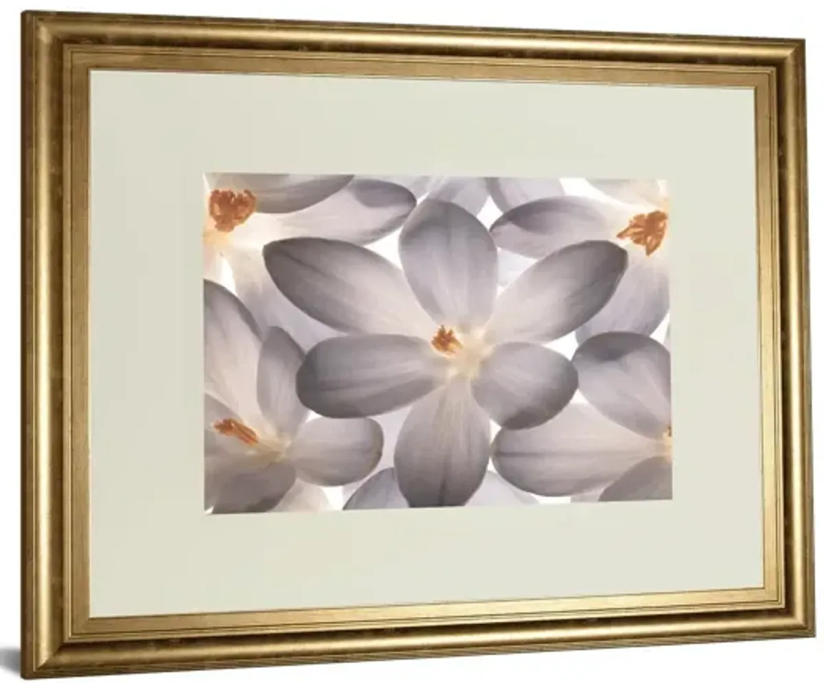 Petal Perfect By Assaf Frank - Framed Print Wall Art - Dark Gray