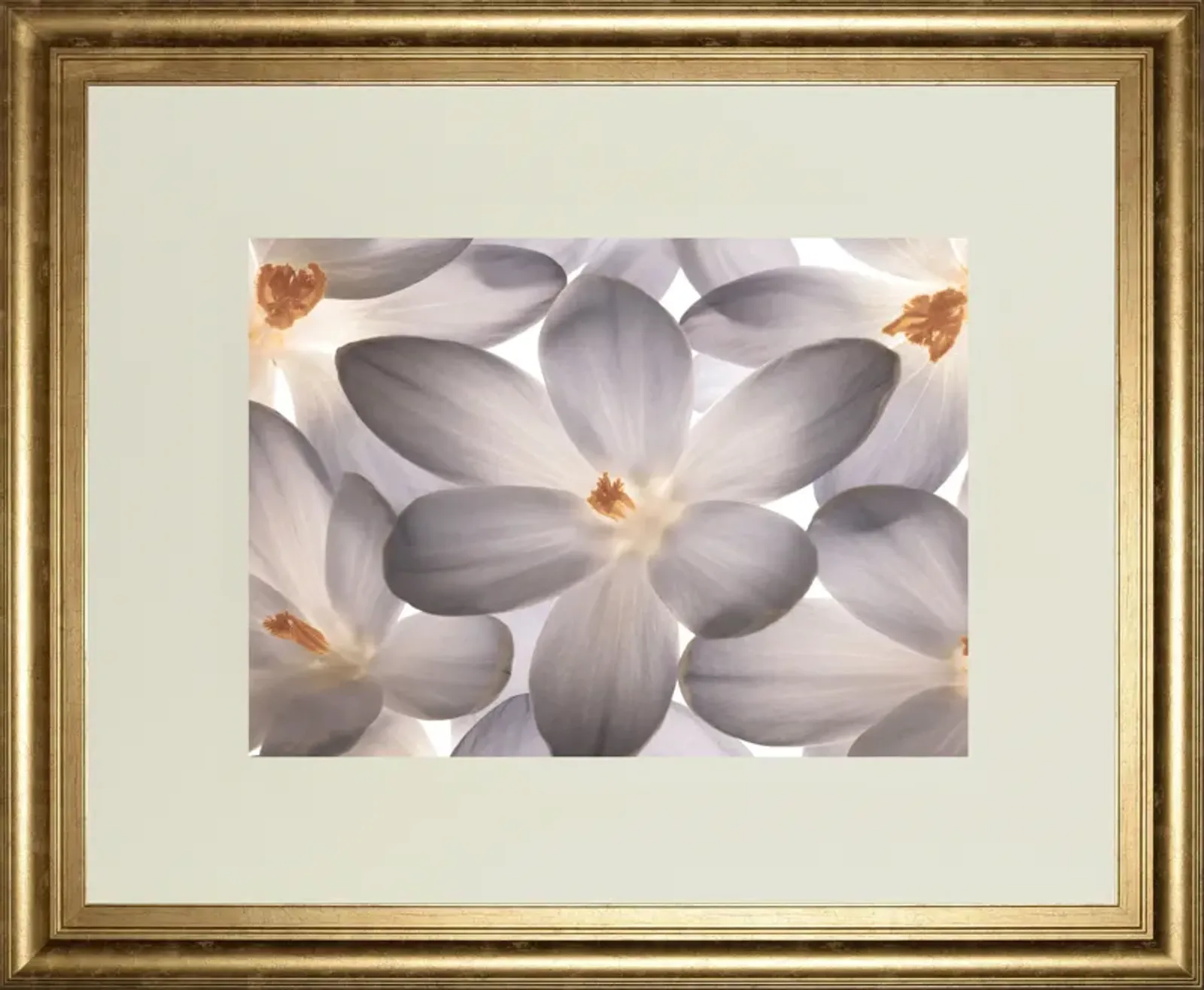 Petal Perfect By Assaf Frank - Framed Print Wall Art - Dark Gray