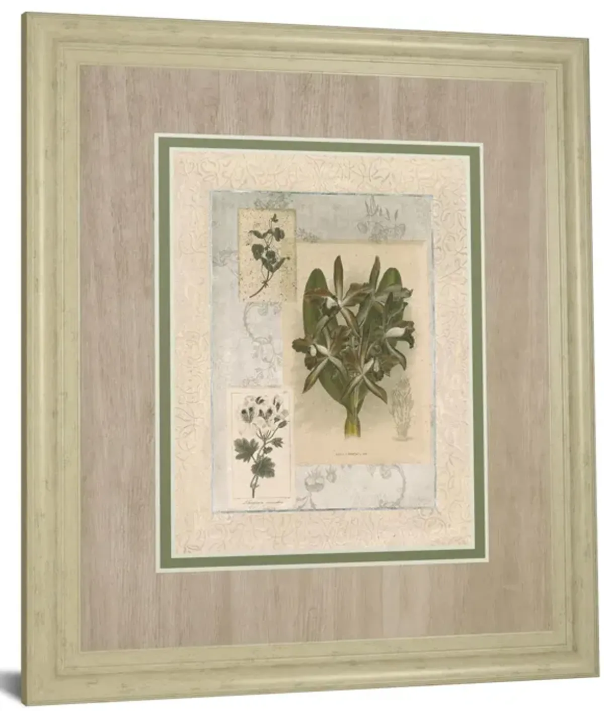 Histoire Du Orchid VII By Carney - Framed Print Wall Art - Green