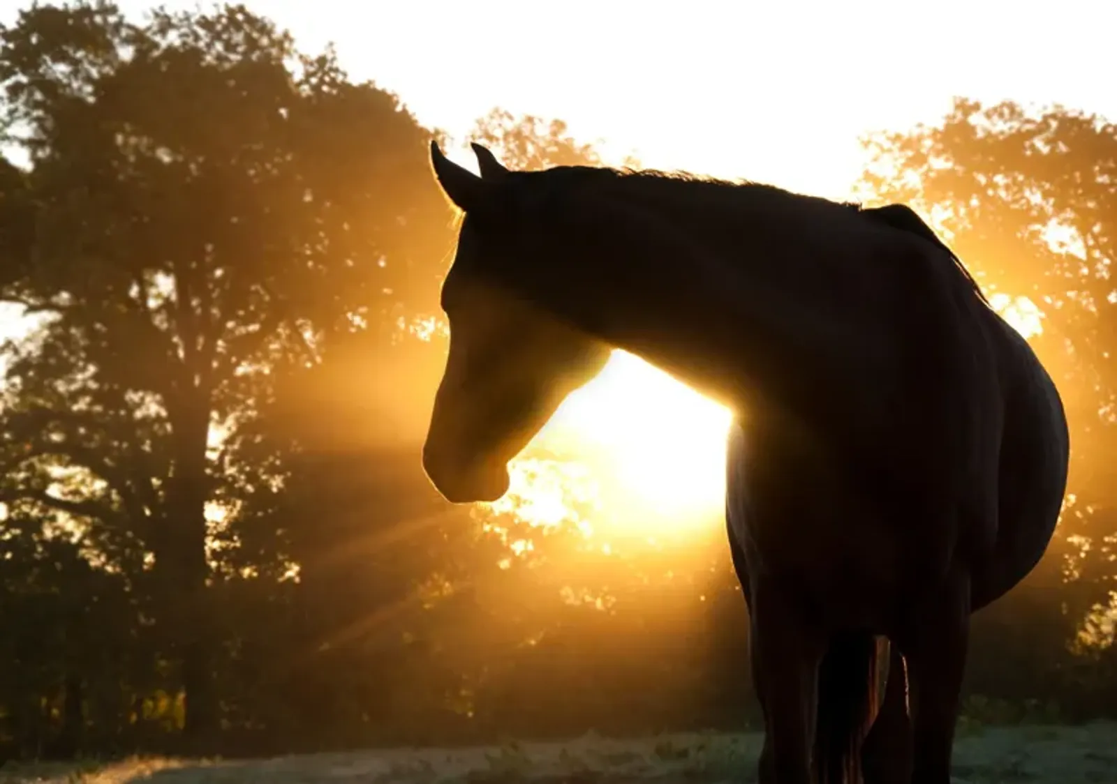 Framed - Horse Silhoutte - Dark Brown