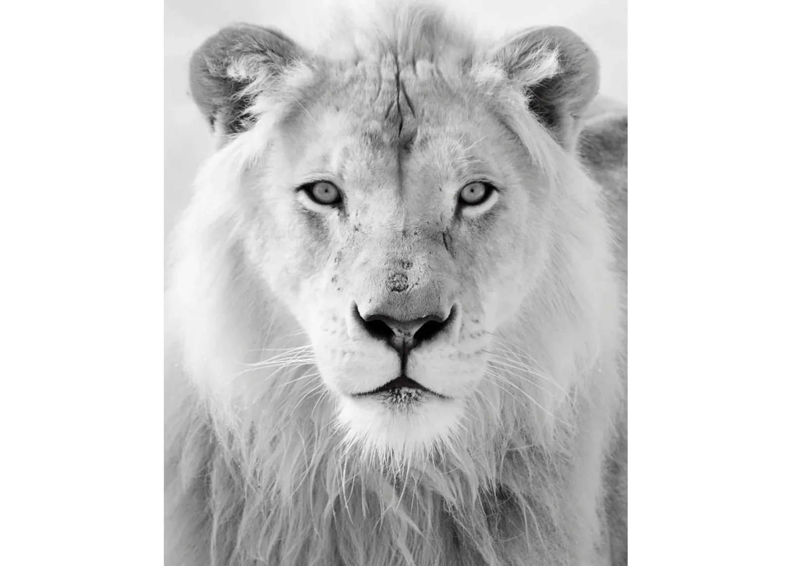 Framed - Black And White Lion - Pearl Silver