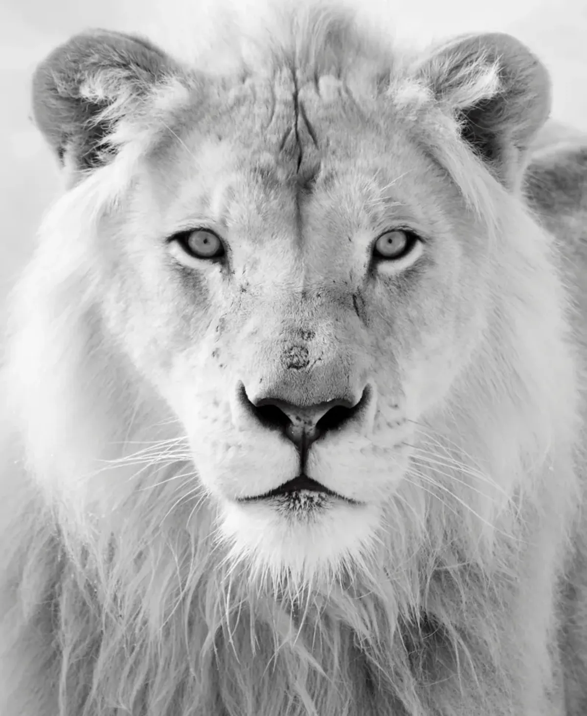 Framed - Black And White Lion - Pearl Silver