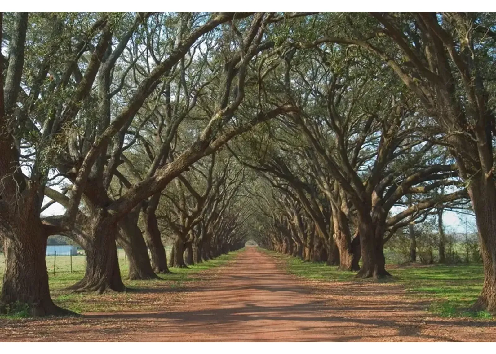 Framed Small - Oak Alley By Alexey - Green