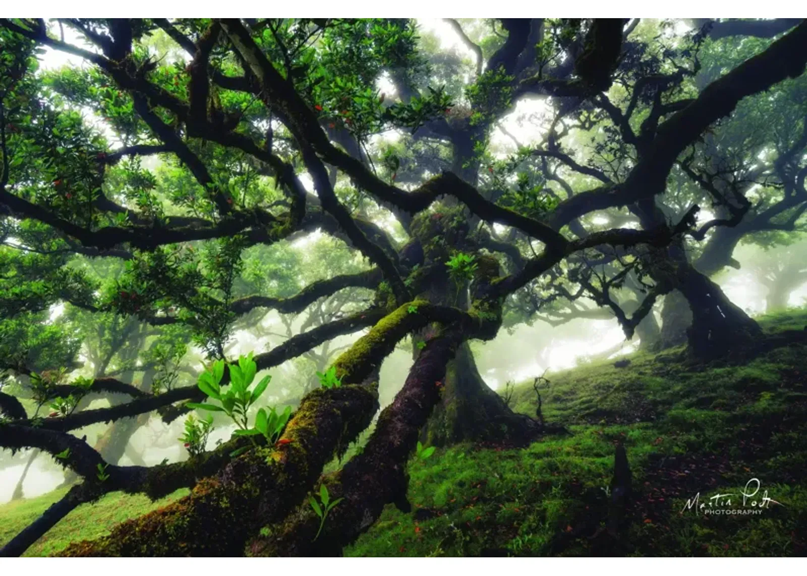 Framed Small - Tentacles By Martin Podt - Green