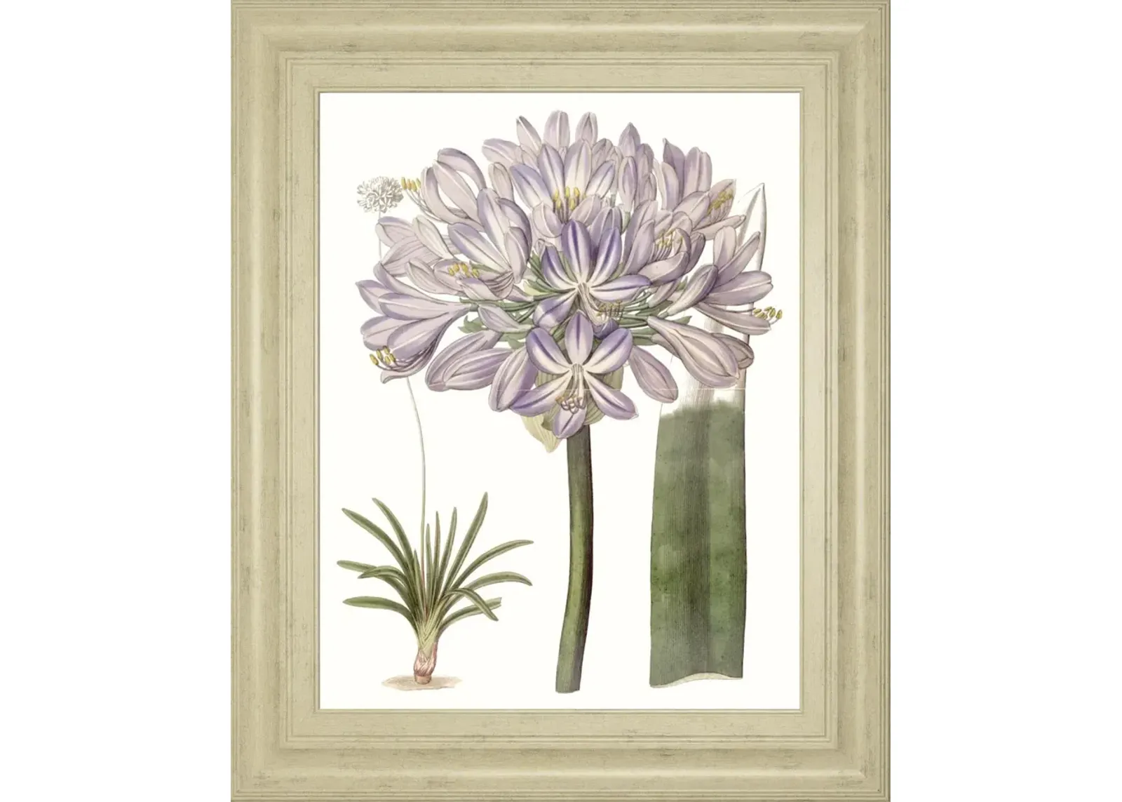 22x26 Lavender Beauties VI By Edwards - Pink