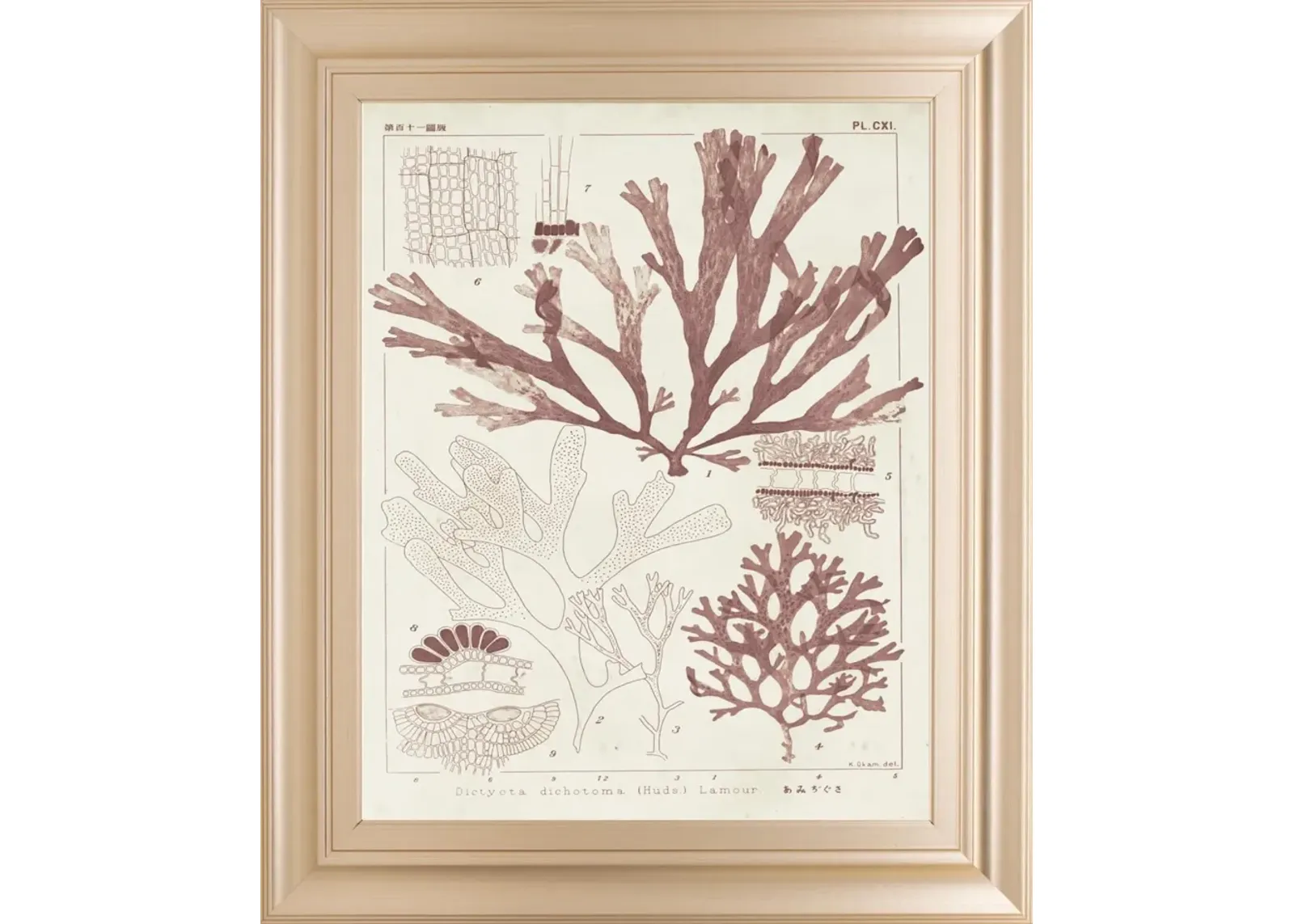 22x26 Antique Coral Seaweed IV By Vision Studio - Pink