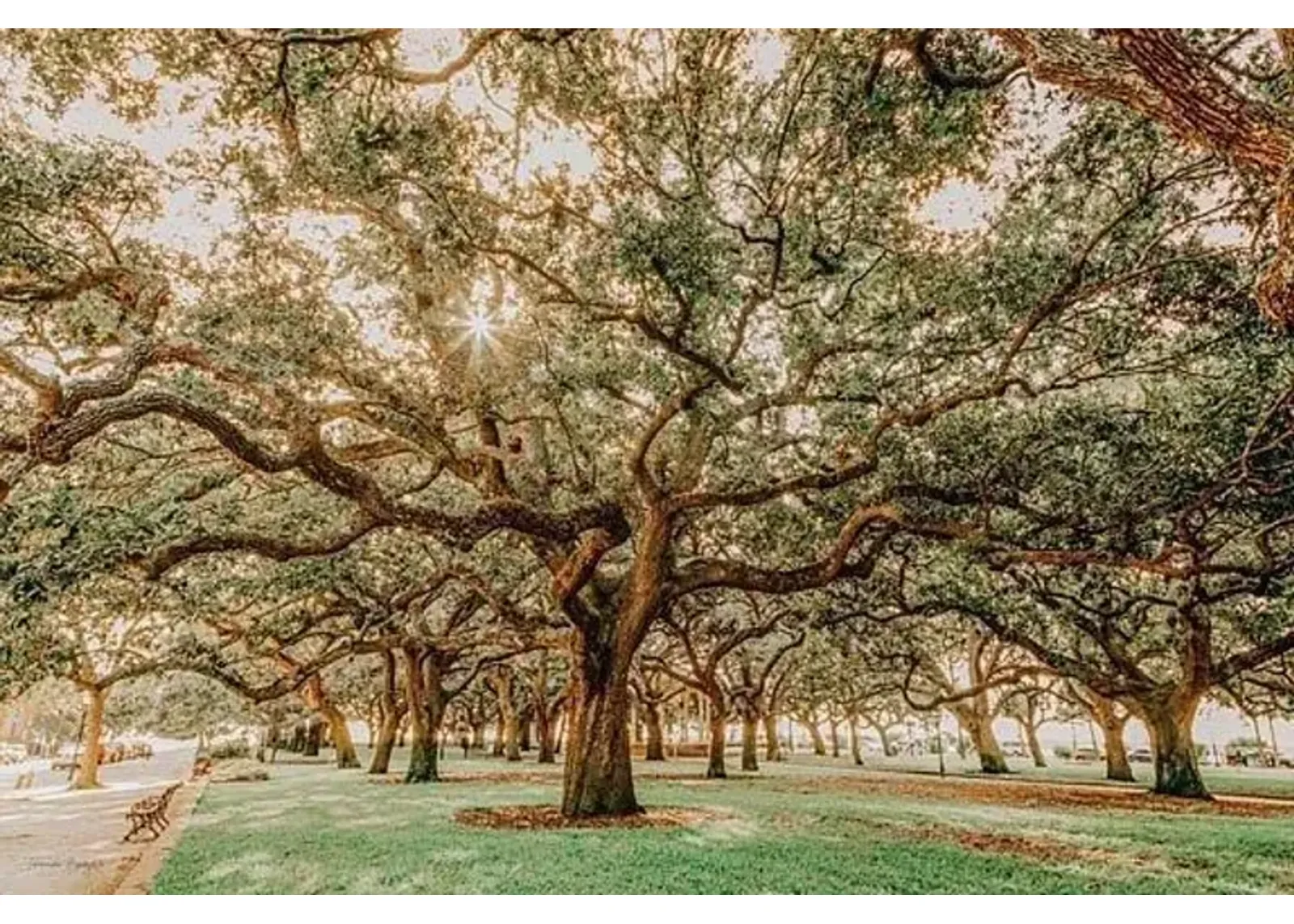 Low Country Oaks II By Jennifer Rigsby - Green